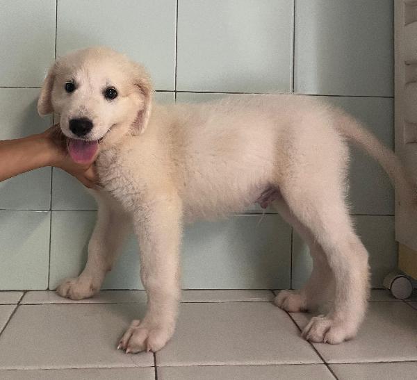 6 CUCCIOLI PASTORE MAREMMANO Foto 2